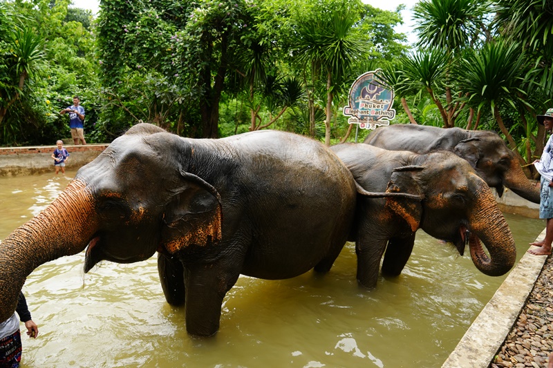 Elephant bath in Phuket
