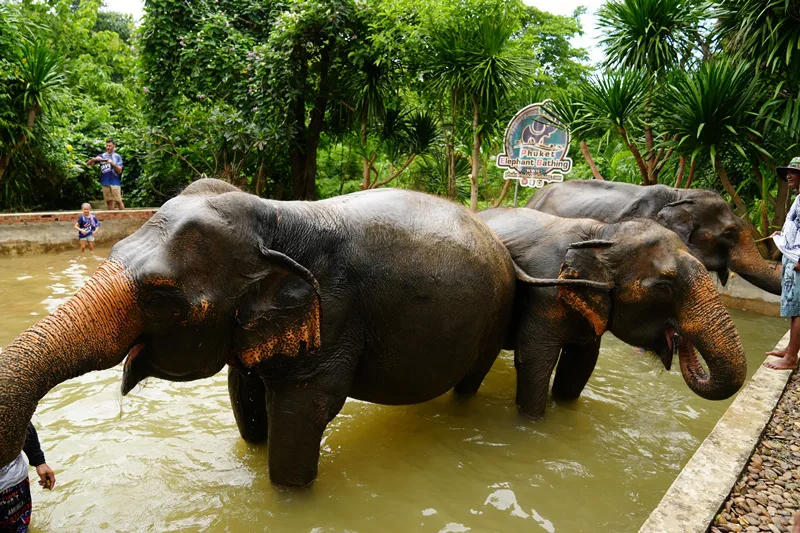 Elephant bath in Phuket