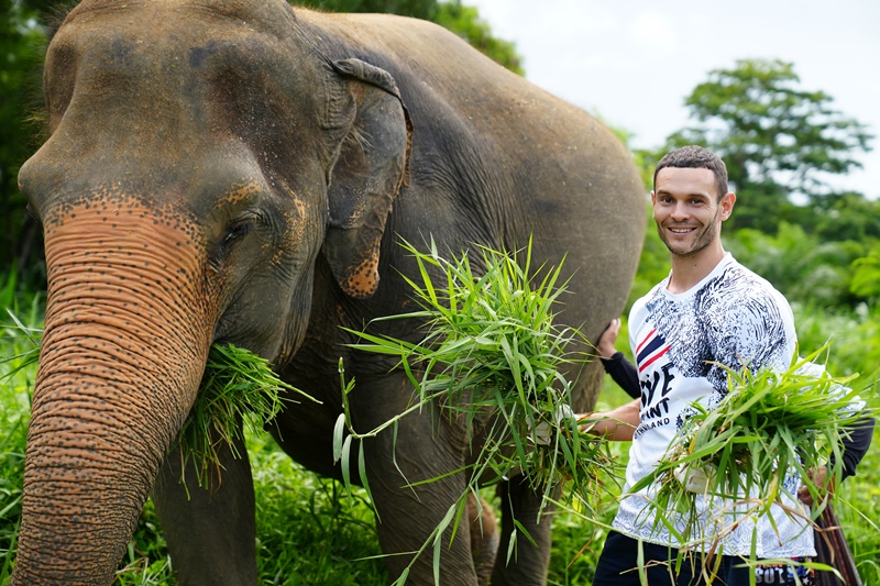 Elephant feeding in Phuket