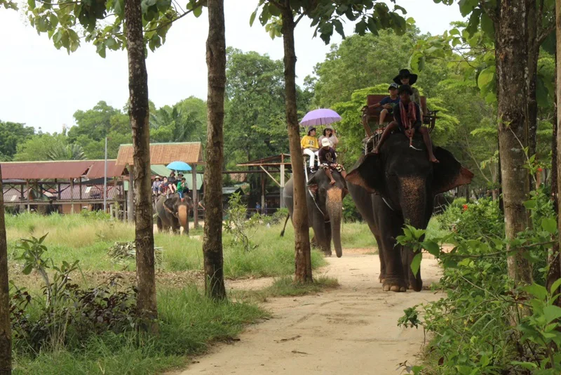 Elephant trekking in Phuket jungle