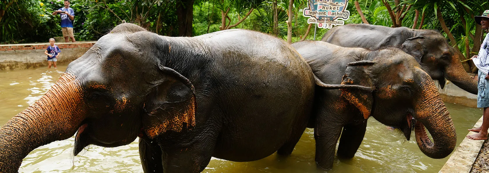 Contact Save Elephant of Thailand in Rawai, Phuket