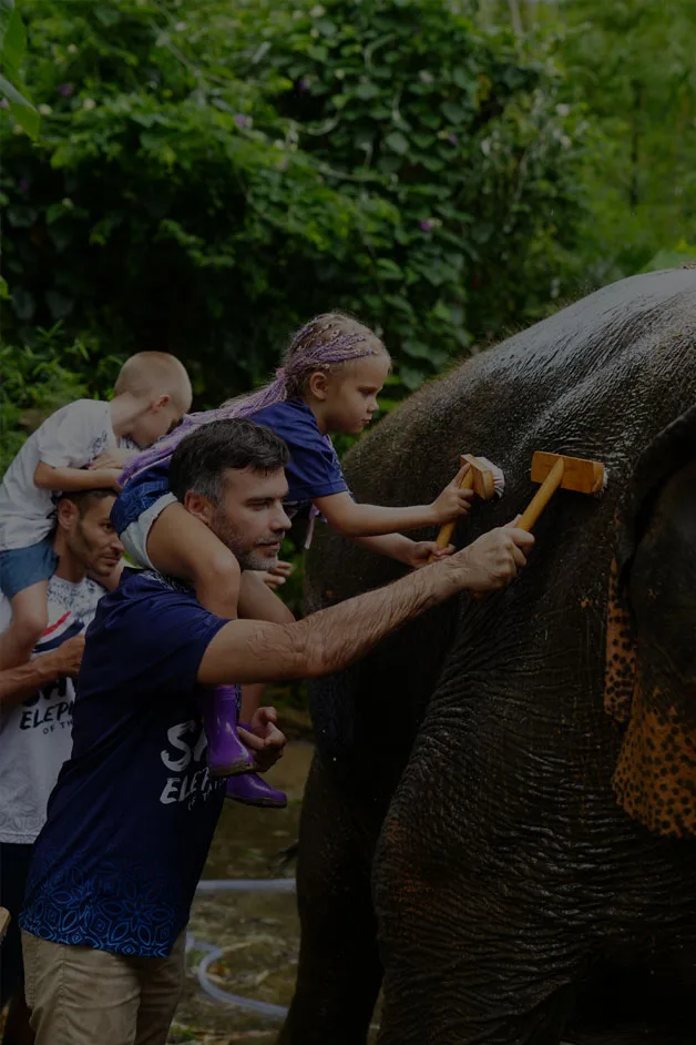 Elephant shower and skin scrub therapy program
