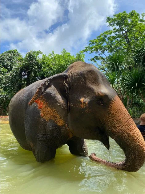 Elephant and its history in Thai society