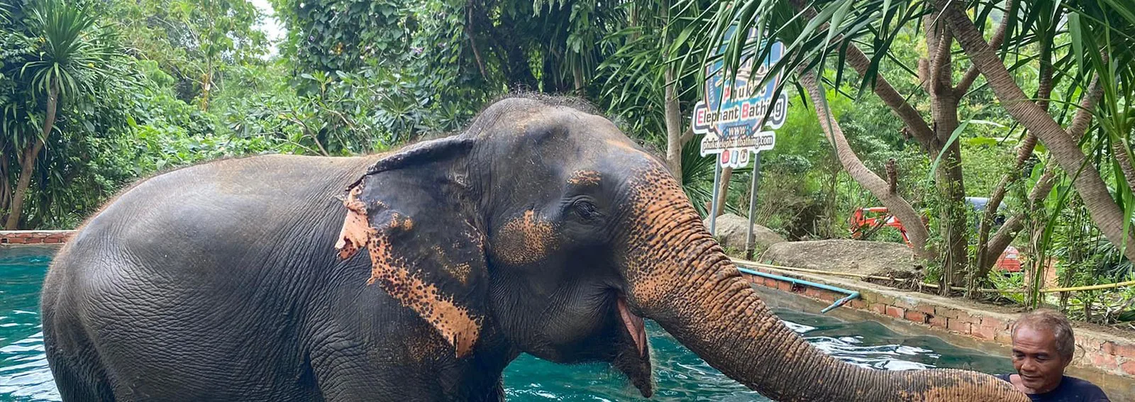 News and activities from Save Elephant of Thailand in Phuket