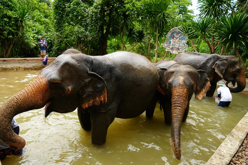 Bain d'éléphant dans une piscine naturelle à Phuket