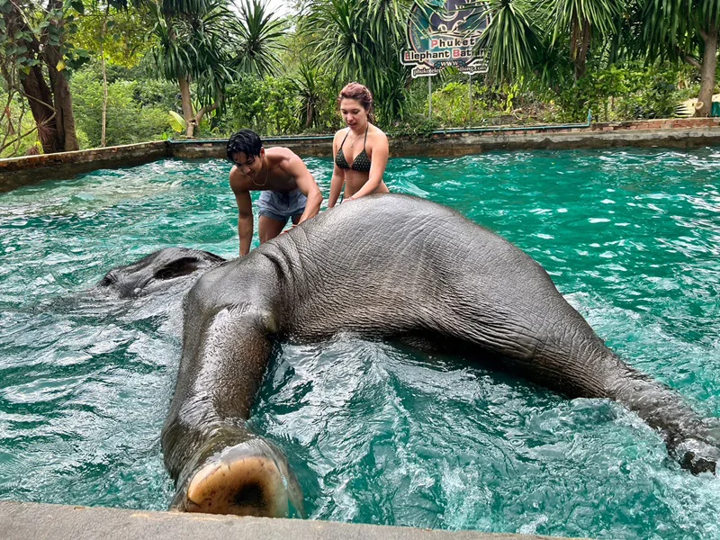 Elephants bathing in Phuket elephant camp