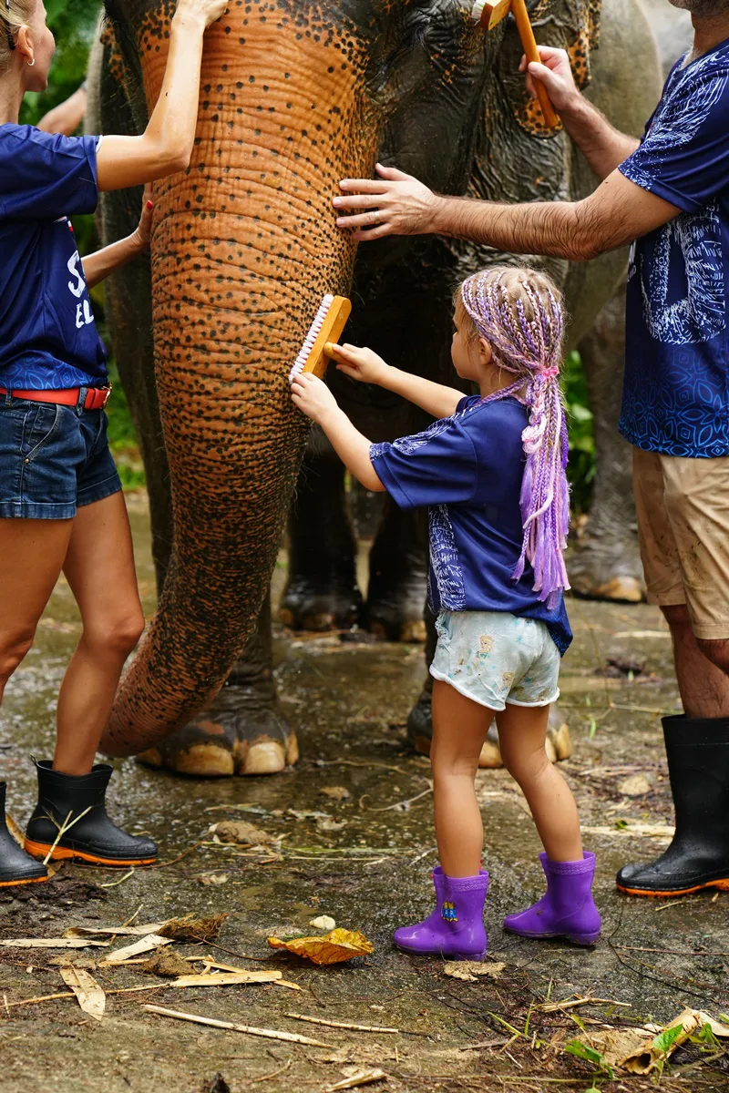 Guests brushing elephants during bath in Phuket