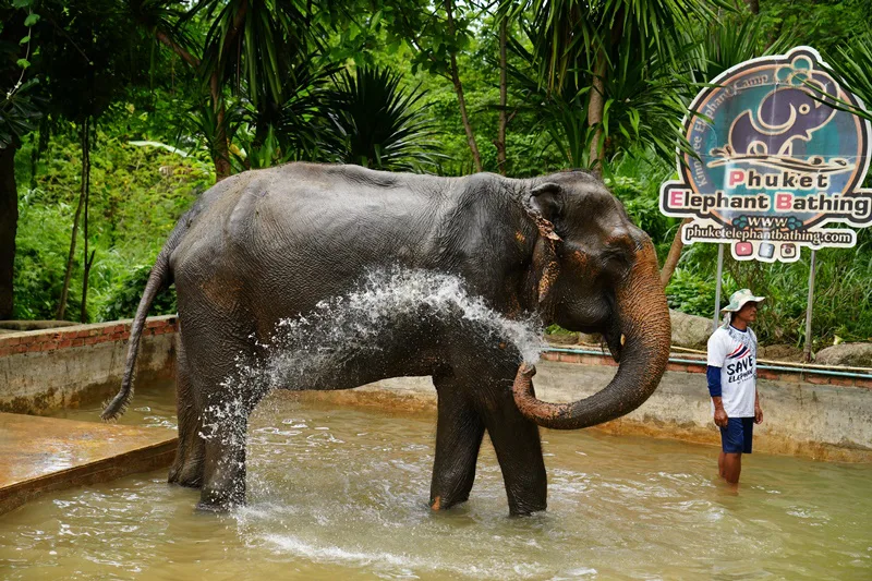 Elephants playing in water during elephant bath Phuket