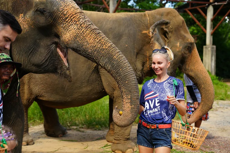 Guests feeding elephants at our Phuket elephant camp