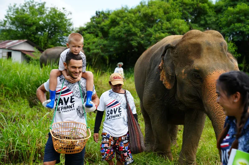 Walking with elephants in Phuket after feeding program