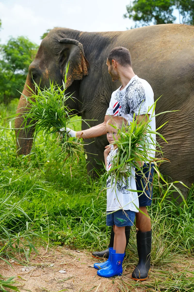 Elephant feeding program 45 minutes in Phuket