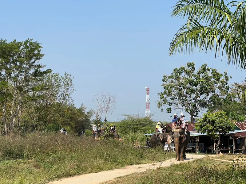 Elephant trekking Phuket 30-minute jungle ride in Rawai