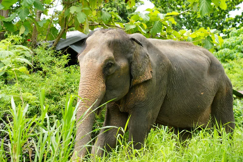 Elephant trekking trail in Phuket jungle