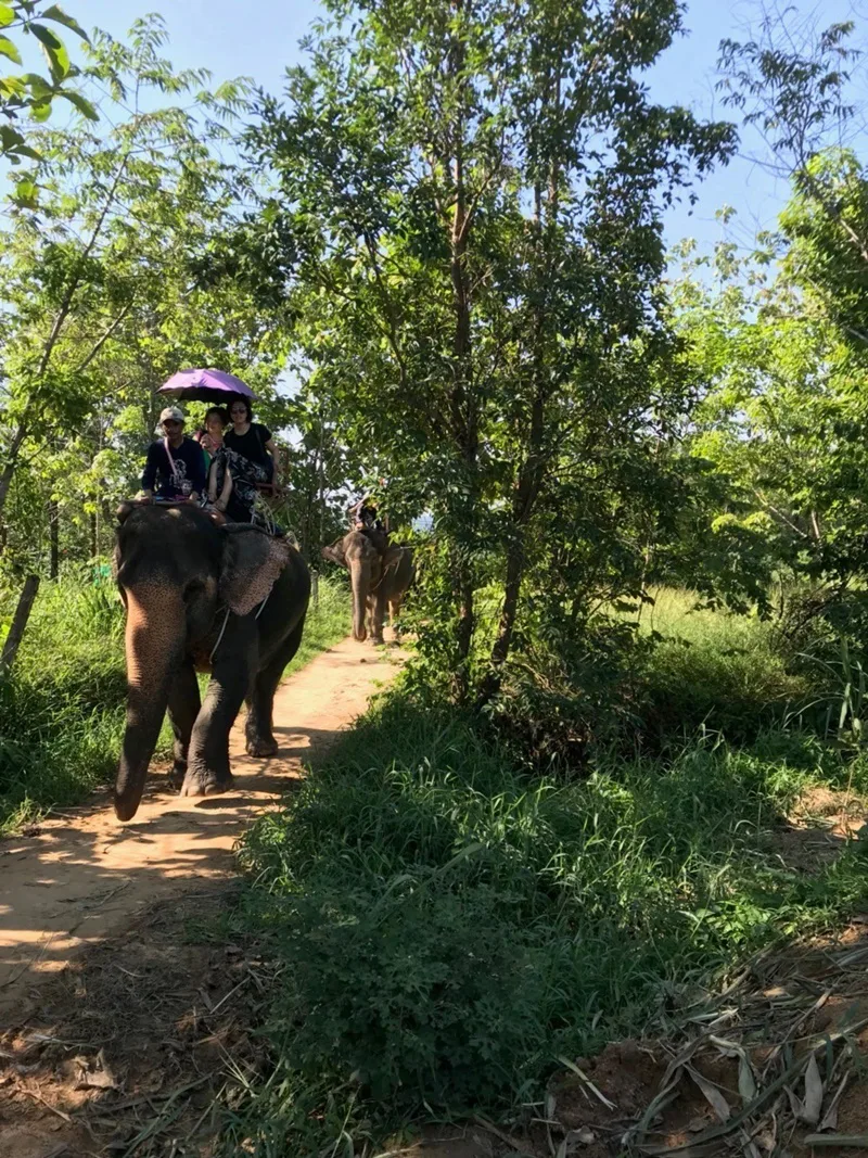 Guided jungle elephant trek in Rawai Phuket