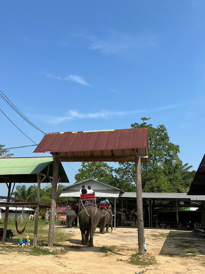 Elephants walking on scenic jungle path in Phuket