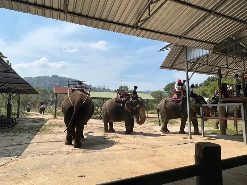Tourists enjoying 30-minute elephant trekking ride in Phuket