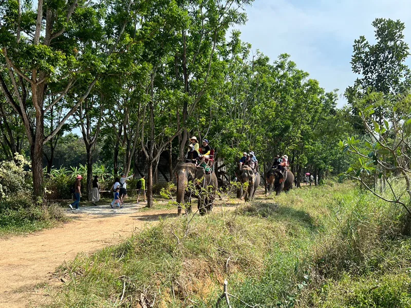 Balade à dos d'éléphant sur un sentier de jungle à Phuket